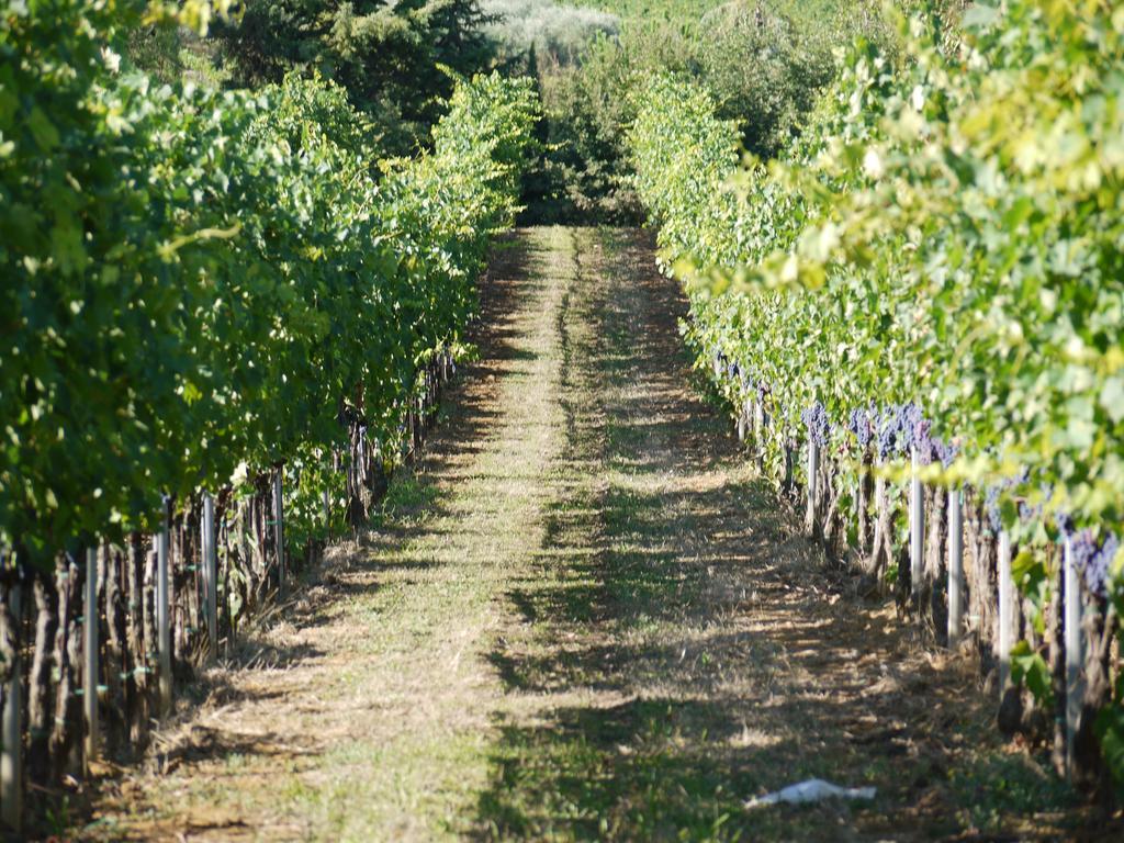 Azienda Agricola Polveraia San Gimignano Exterior photo